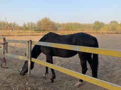 -月河湾马术俱乐部(朝阳店)