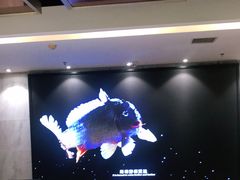 -阿五黄河大鲤鱼(纬三路店)