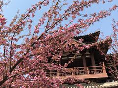 -西安青龙寺遗址景区