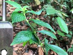 -武吉知马自然保护区