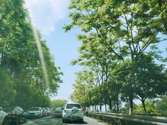 -铁山坪森林公园