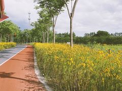 -上海长兴岛郊野公园