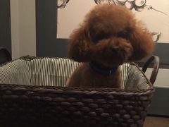 -翊宠yipet猫狗购宠庄园犬舍•猫舍