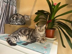 -达爱动物医院·犬猫分区·CT·复杂眼科(远洋山水分院)