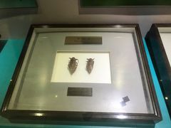 -上海昆虫博物馆