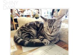 -萌喵宠狗爱心宠咖