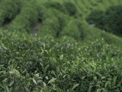 -白茶原·一片叶子