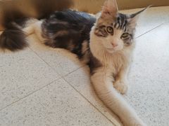 -飞行喵MR PILOT|猫舍·猫咖(静安大融城店)