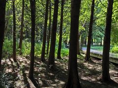 -溱湖国家湿地公园