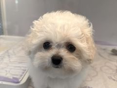 -翊宠yipet猫狗购宠庄园犬舍•猫舍