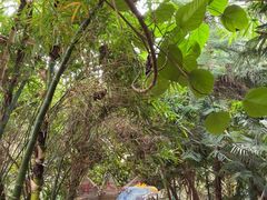 -呀路古热带植物园