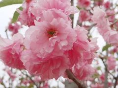 -天适樱花悠乐园