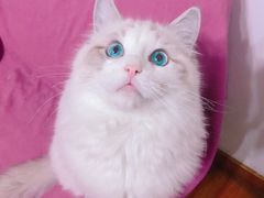 -伟伟宠物医院·CT影像中心·瑞派犬猫综合性门诊(汉口总院)