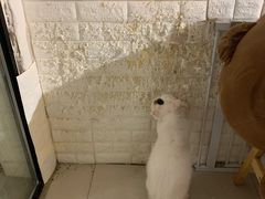 -平行世界·猫咖(首经贸店)