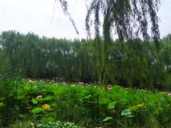 -东升八家郊野公园