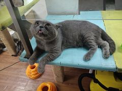 -三花喵·撸猫购宠·宠物生活馆(虹桥南丰城店)