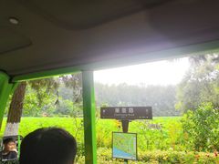 -合肥滨湖国家森林公园