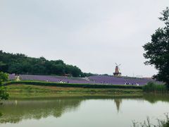 -大塘金香草谷