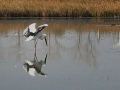 -盐城丹顶鹤湿地生态旅游区