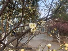 -北京鹫峰国家森林公园