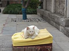 -西安大兴善寺