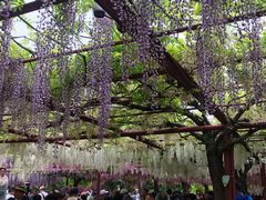 -嘉定紫藤园