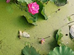 -昆山城市生态森林公园