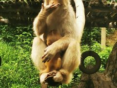 -西双版纳原始森林公园