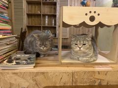 -猫色咖啡·猫咖