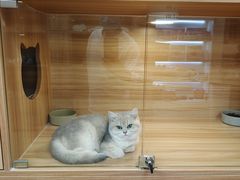 -猫十亿·布偶金渐层·曼基康矮脚猫舍(青年路店)
