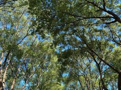 -昆山城市生态森林公园