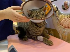 -御宝贝·A梦猫科宠物医院(国际猫友好医院)