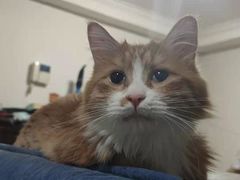 -宠爱国际动物医院·消化内科·心肾内科·ISFM猫友好(望京店)