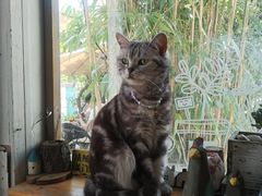 -海边的猫和咖啡馆
