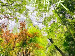 -上海滨江森林公园