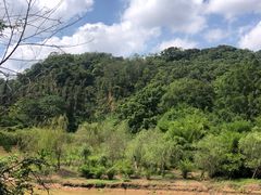 -南宁良凤江国家森林公园