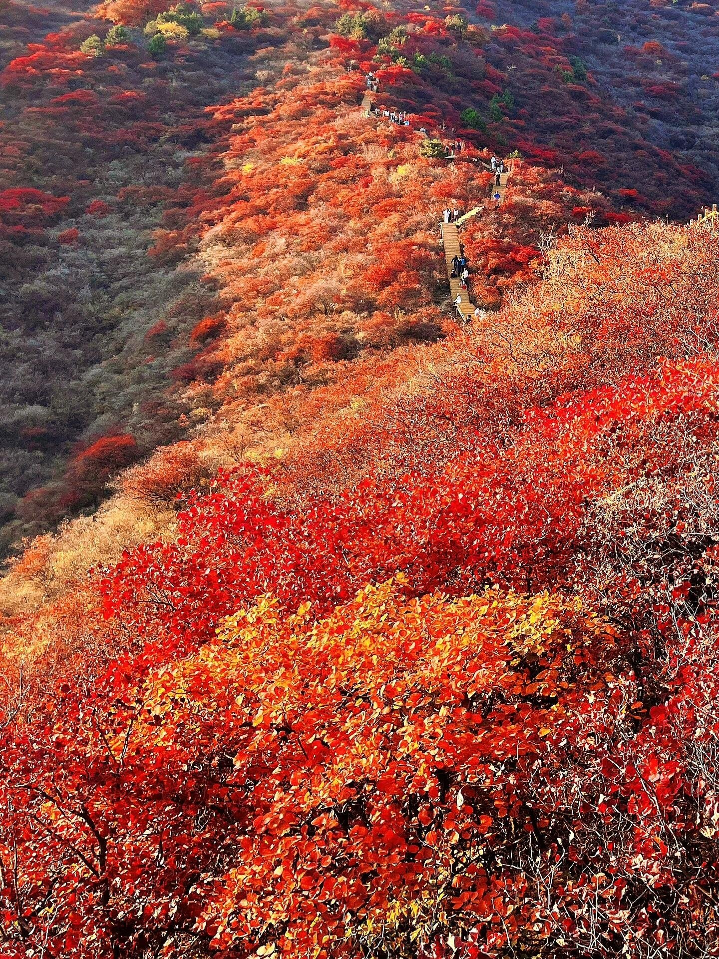 北京香山红叶图片大全图片