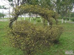 -小洲村