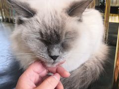-喵喵咪呀布偶猫咖(春熙路店)