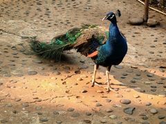 -西双版纳原始森林公园