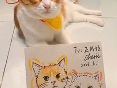 -宠物星动物医院·眼科·异宠·猫科(江南大道总院)