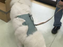 -瑞鹏宠物医院·宠保定点·心脏科·内科(御桥分院)