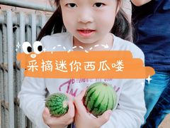 -西瓜小镇