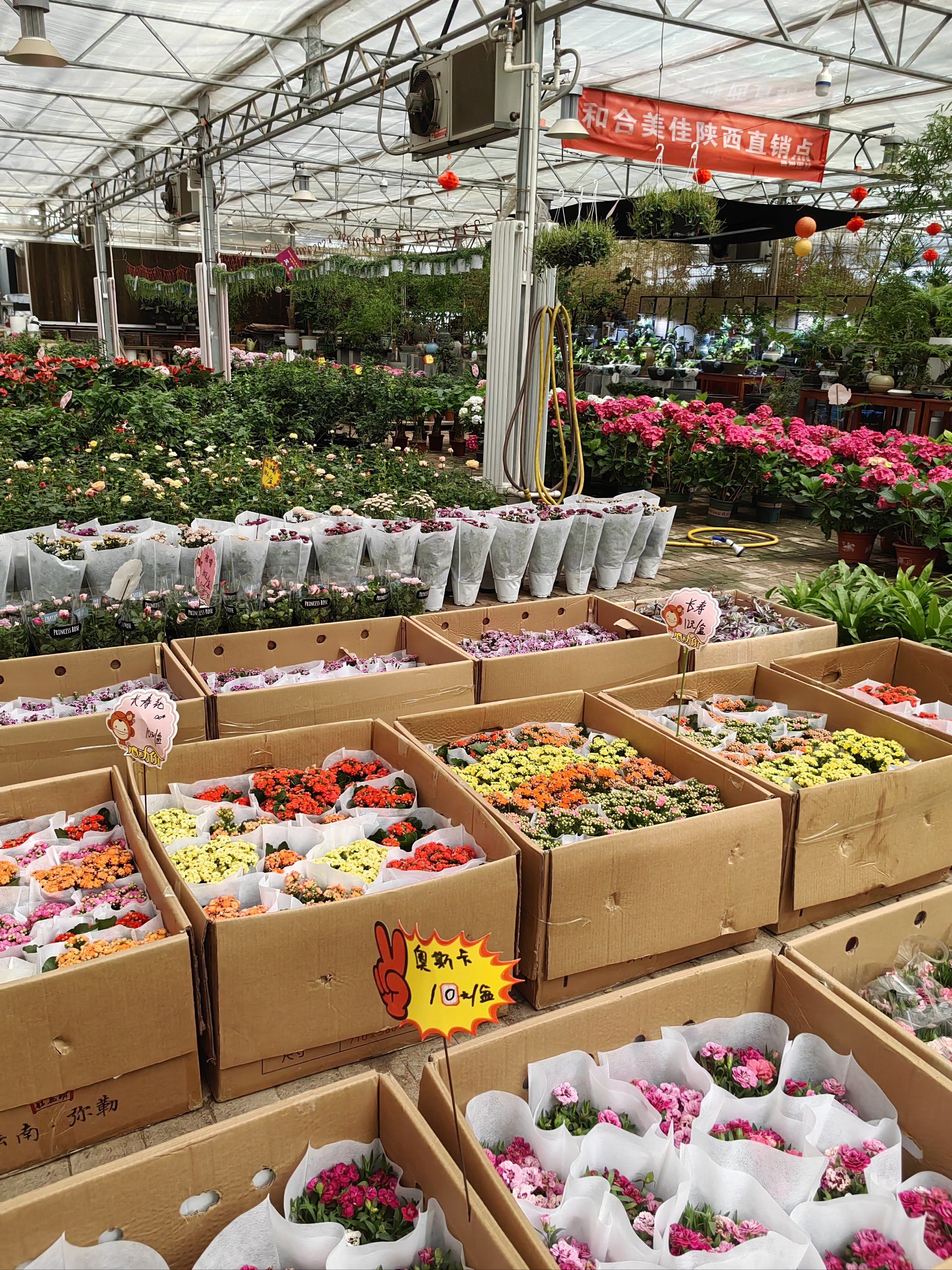 可能是西安最大的花卉市场94了吧