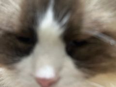 -藏猫猫咖啡主题馆(中央大道店)