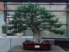 -石家庄市植物园