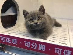 -lincat·猫舍(广州店)