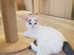-CAT’S MEWSTAR CAFE·喵星球猫屋(晴湾咖啡店)