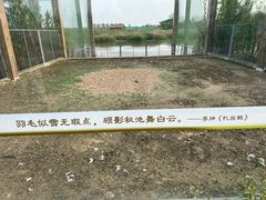 -盐城丹顶鹤湿地生态旅游区