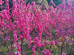 -金鸡山公园